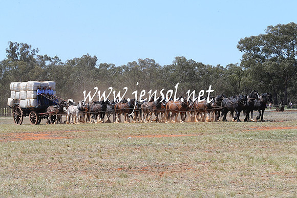 BarellanHeavyHorses2014_0043
