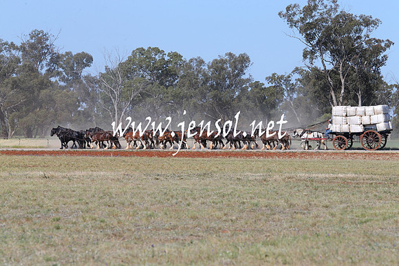 BarellanHeavyHorses2014_0321