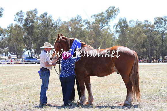 BarellanHeavyHorses2014_0153