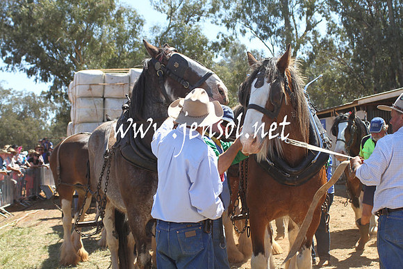 BarellanHeavyHorses2014_0613