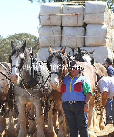 BarellanHeavyHorses2014_0600