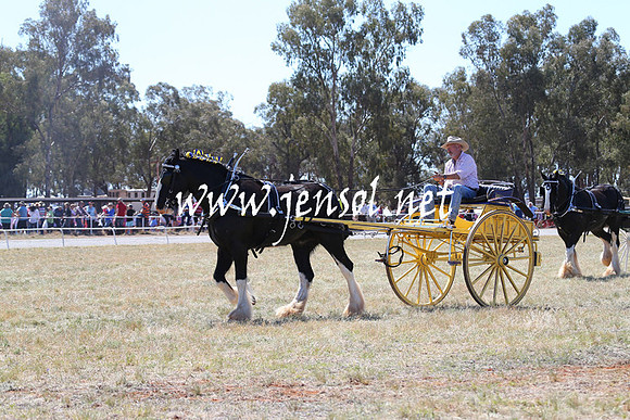 BarellanHeavyHorses2014_0208