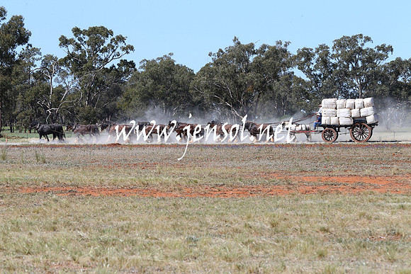 BarellanHeavyHorses2014_0269