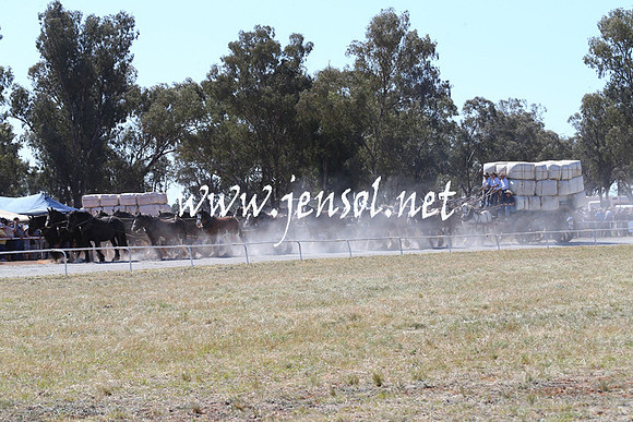 BarellanHeavyHorses2014_0259