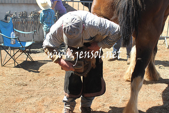 BarellanHeavyHorses2014_0429