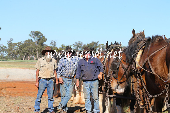 BarellanHeavyHorses2014_0370