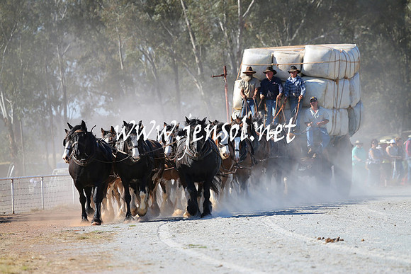 BarellanHeavyHorses2014_0329