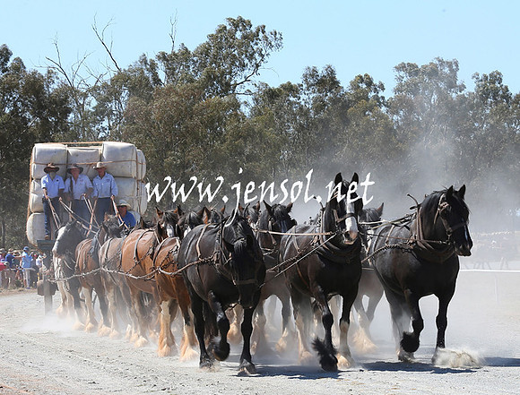 BarellanHeavyHorses2014_0065