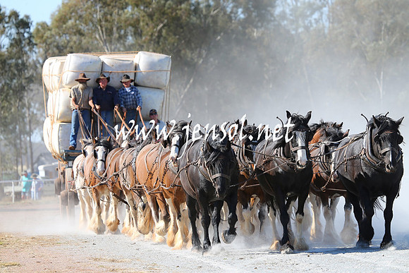 BarellanHeavyHorses2014_0335