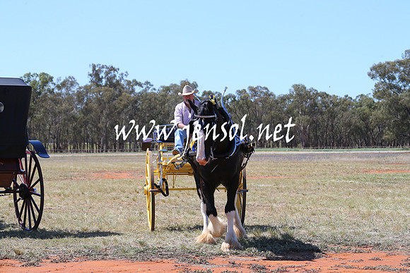 BarellanHeavyHorses2014_0165