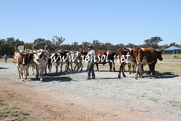 BarellanHeavyHorses2014_0522