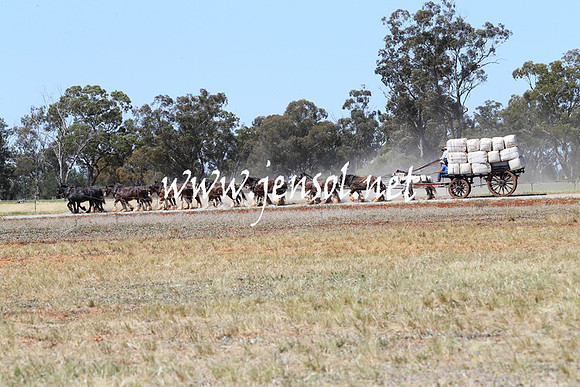 BarellanHeavyHorses2014_0059