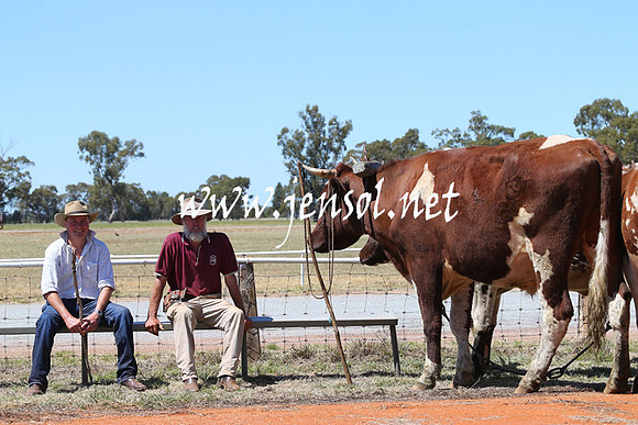 BarellanHeavyHorses2014_0156