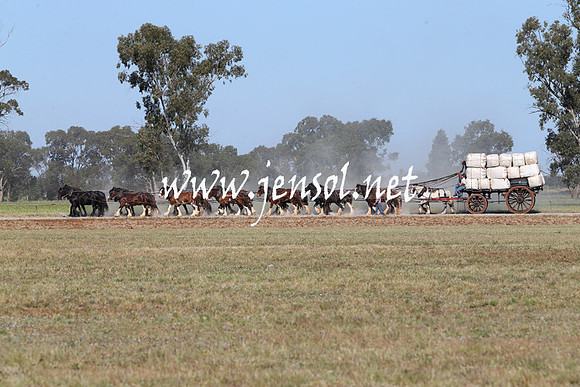 BarellanHeavyHorses2014_0357