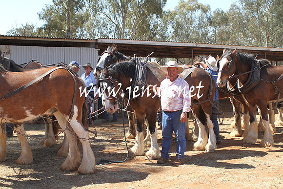 BarellanHeavyHorses2014_0510