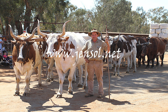 BarellanHeavyHorses2014_0433