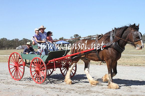 BarellanHeavyHorses2014_0570