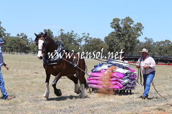 BarellanHeavyHorses2014_0019