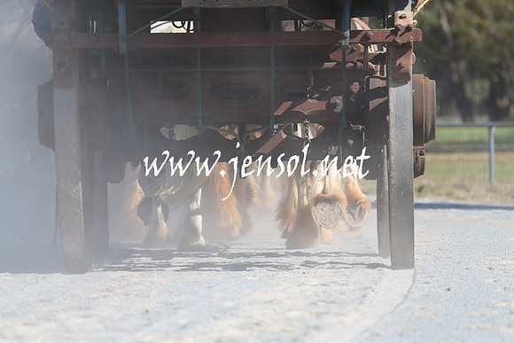 BarellanHeavyHorses2014_0353