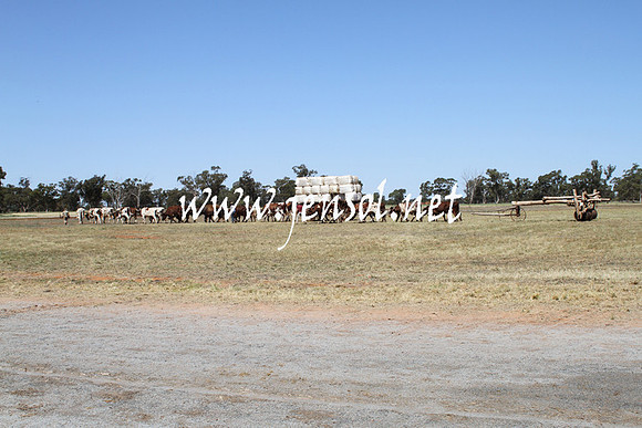 BarellanHeavyHorses2014_0461