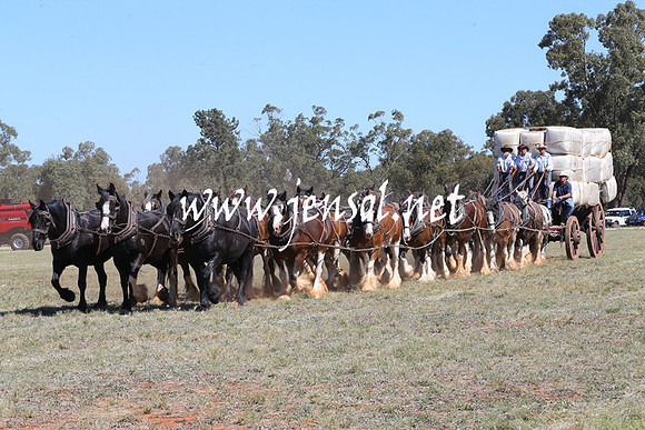 BarellanHeavyHorses2014_0293