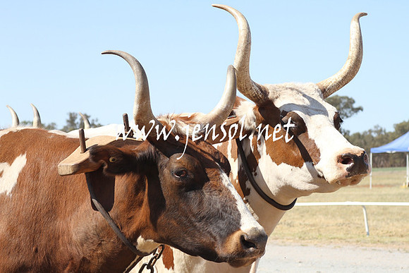 BarellanHeavyHorses2014_0519
