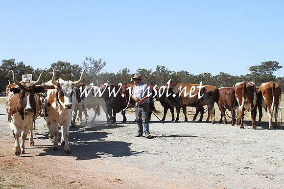BarellanHeavyHorses2014_0527