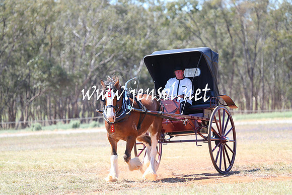 BarellanHeavyHorses2014_0207