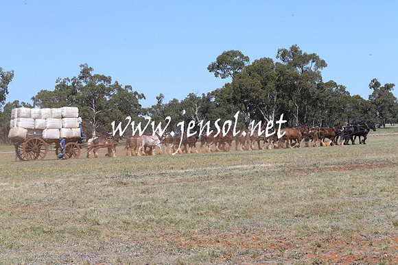 BarellanHeavyHorses2014_0245