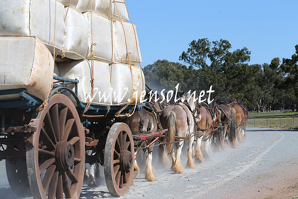 BarellanHeavyHorses2014_0351
