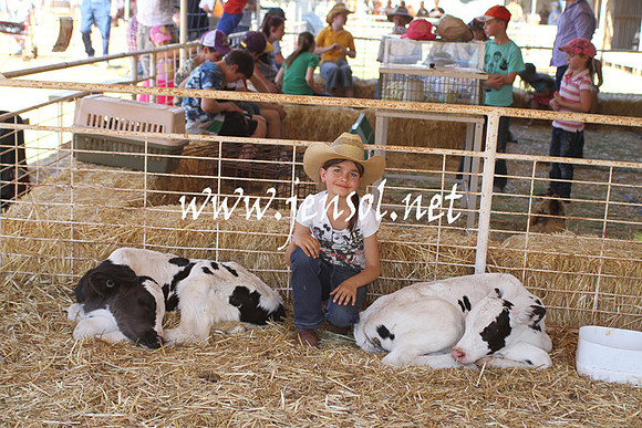 BarellanHeavyHorses2014_0412