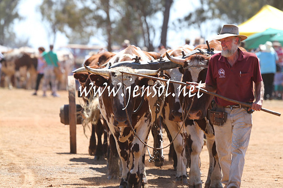 BarellanHeavyHorses2014_0001
