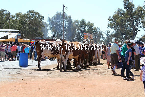 BarellanHeavyHorses2014_0162