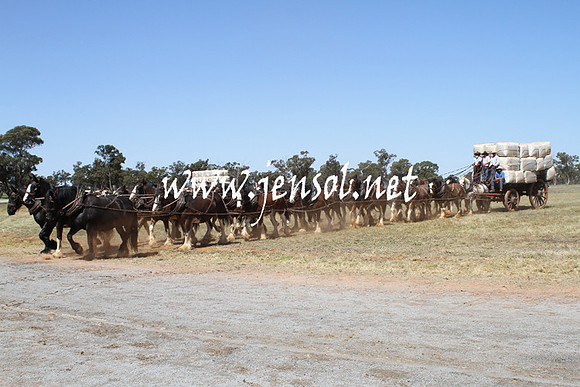 BarellanHeavyHorses2014_0465