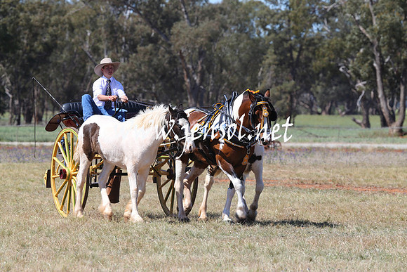 BarellanHeavyHorses2014_0224