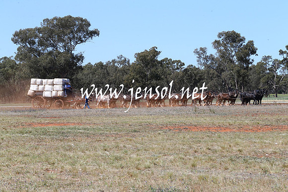 BarellanHeavyHorses2014_0238