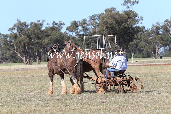 BarellanHeavyHorses2014_0302