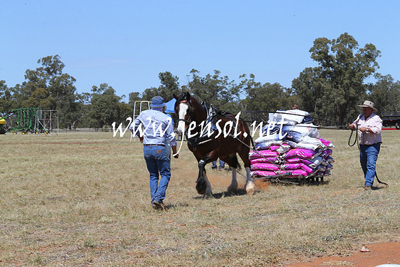 BarellanHeavyHorses2014_0031