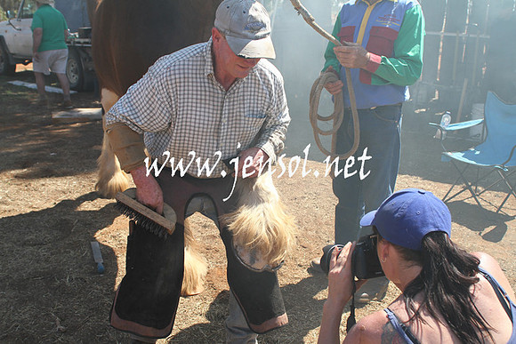BarellanHeavyHorses2014_0431
