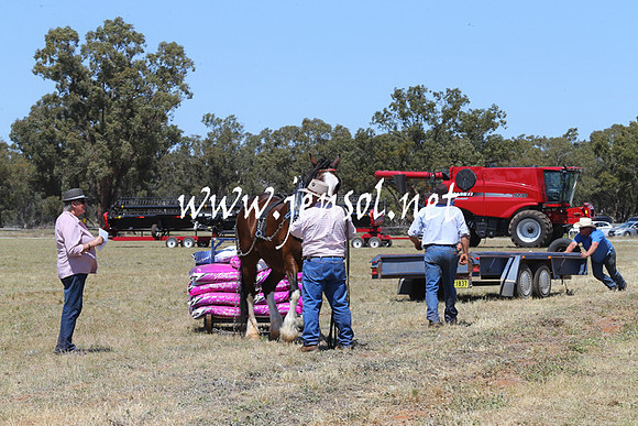 BarellanHeavyHorses2014_0007
