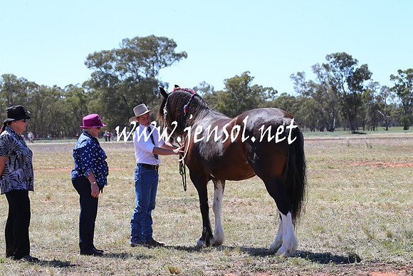 BarellanHeavyHorses2014_0141