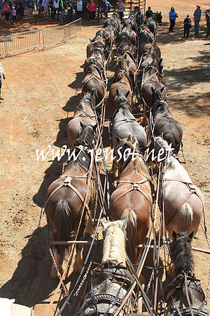 BarellanHeavyHorses2014_0496