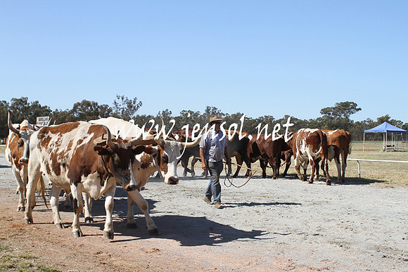BarellanHeavyHorses2014_0530