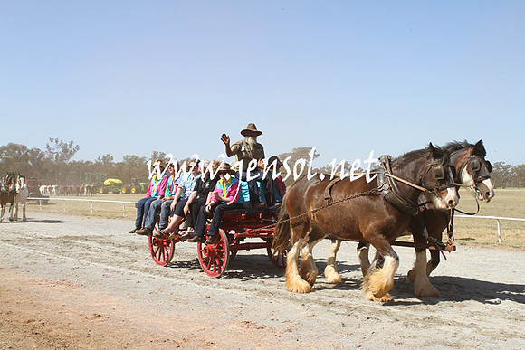 BarellanHeavyHorses2014_0575