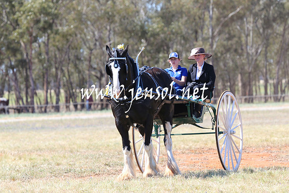 BarellanHeavyHorses2014_0227
