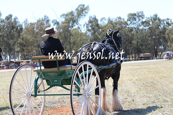 BarellanHeavyHorses2014_0199