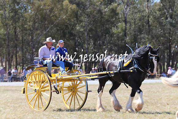 BarellanHeavyHorses2014_0232