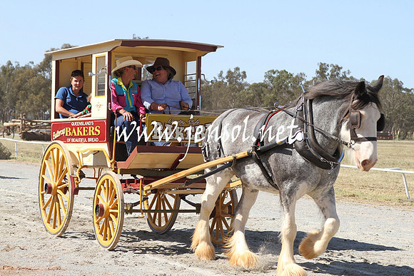 BarellanHeavyHorses2014_0564