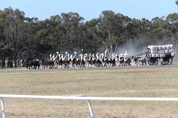 BarellanHeavyHorses2014_0325