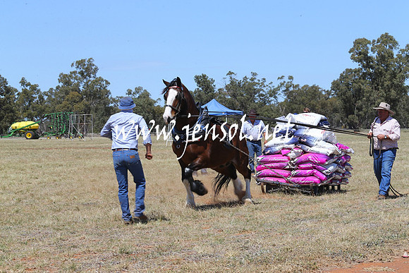 BarellanHeavyHorses2014_0023